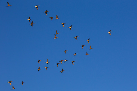 A flock of birds flying in the skyの写真素材
