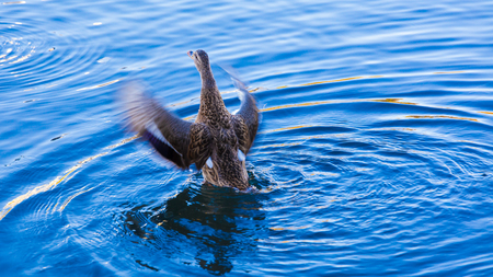 A flapping duckの写真素材