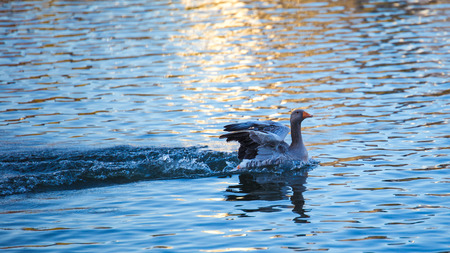 An excited gooseの写真素材