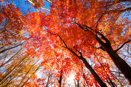 Autumn red mapleの写真素材