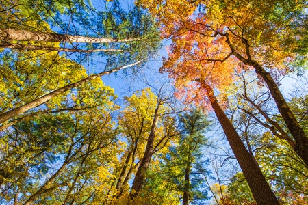 Primordial broad-leaved forestの写真素材