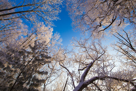 trees at forest under sunset in snowの写真素材