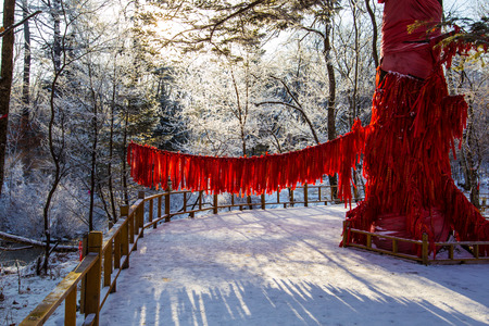 Wishing tree in the snow landの写真素材