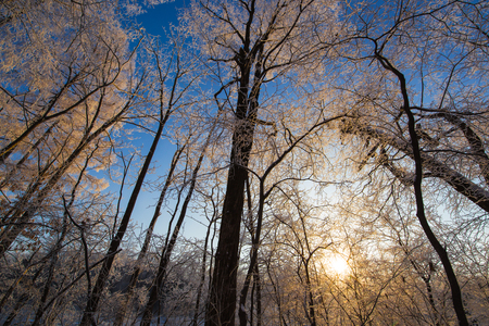 Low angle view of trees during winter under the sunlightの写真素材