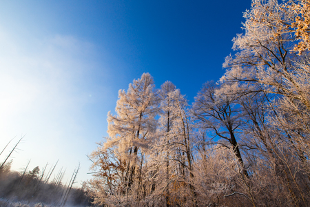 Low angle view of trees during winter under the blue skyの写真素材