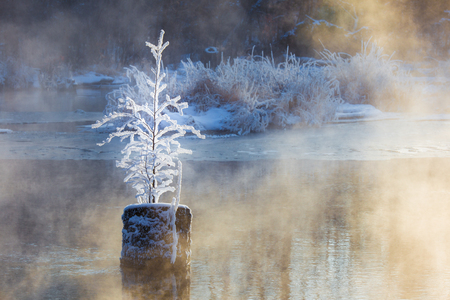 View of a plant covered in snowの写真素材