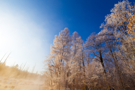 Low angle view of trees during winter under the blue skyの写真素材