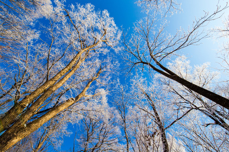 Low angle view of trees during winter under the blue skyの写真素材