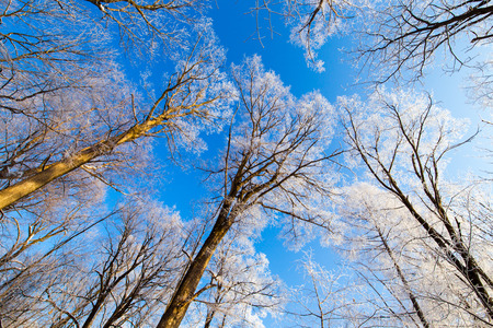 Low angle view of trees during winter under the blue skyの写真素材