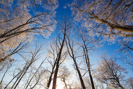 Low angle view of trees during winter under the blue skyの写真素材