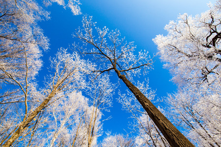 Low angle view of trees during winter under the blue skyの写真素材