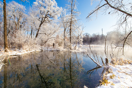 Landscape view of trees during winter under the blue skyの写真素材