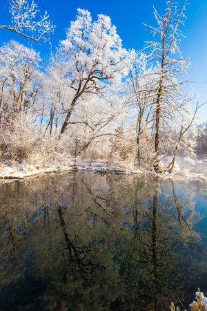 Landscape view of trees during winter under the blue skyの写真素材