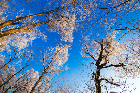 Low angle view of trees during winter under the blue skyの写真素材