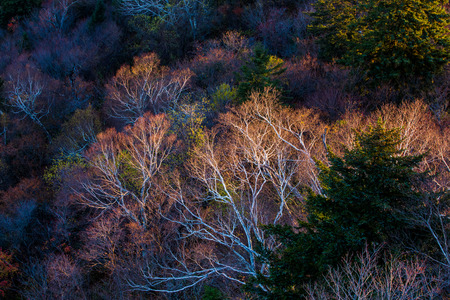 Autumn birch treesの写真素材