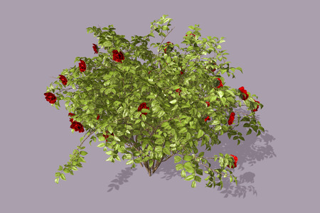 Plantの写真素材