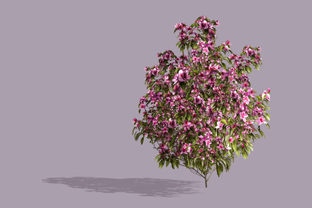 Plantの写真素材