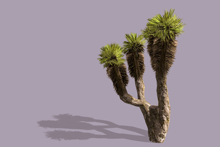 Plantの写真素材