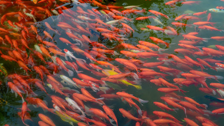 koi fish in pondの写真素材