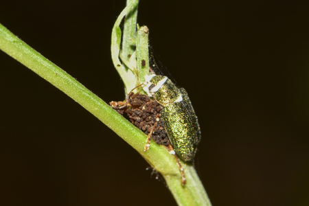 White and stiff silkwormsの写真素材