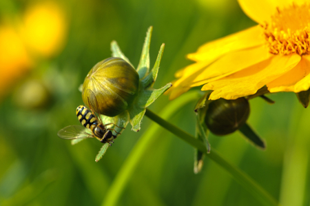 Metasyrphus corollaeの写真素材