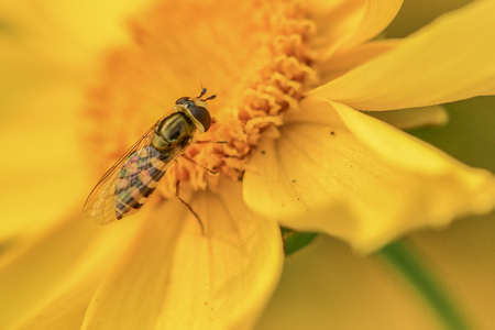 Metasyrphus corollae