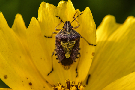 Spot must be bugs