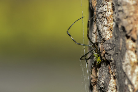 Insectの写真素材