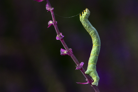The larvae (small bridge insects) belong to arthropods, insects, lepidoptera, and foot moth larvae.の写真素材