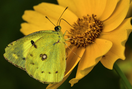 butterflyの写真素材
