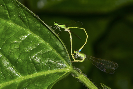 Damselflies matingの写真素材