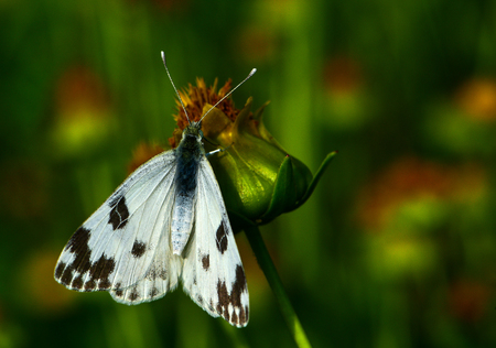 butterfly on flowerの写真素材