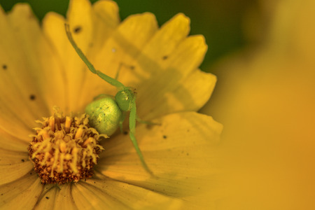 Crab spiders on yellow flowerの写真素材