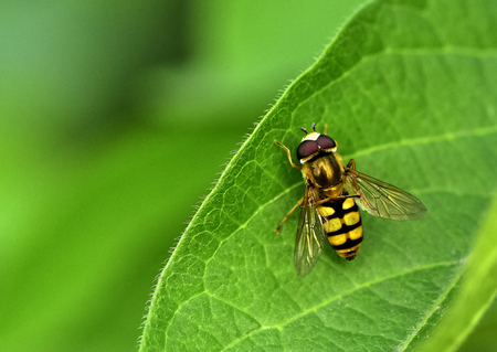 Aphid flies on green leave