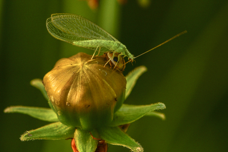 Large grass flies and young larvae are  natural enemy for pest control.の写真素材