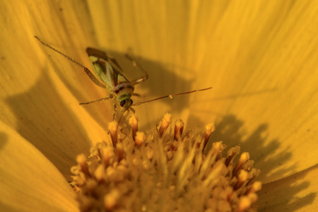 bug on yellow flowerの写真素材