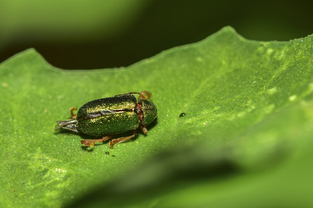 bug on leave