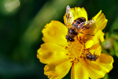 The ash - belt sycophoverflies on yellow flowerの写真素材
