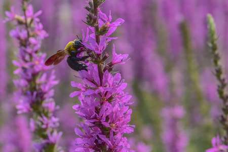 Yellow chest wasp on flowerの写真素材