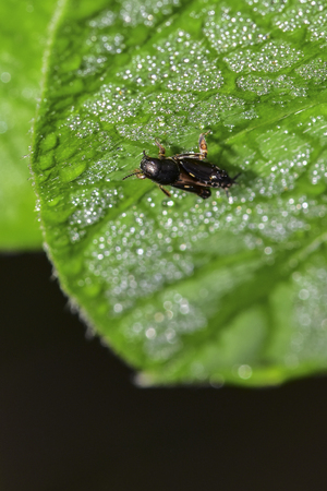 There are about 60 species of tricholidae, dactylidae, tridactylidae, and insects.の写真素材