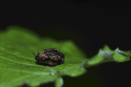 insect on leaveの写真素材