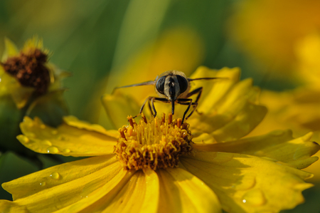 The ash - belt sycophoverflies on yellow flowerの写真素材