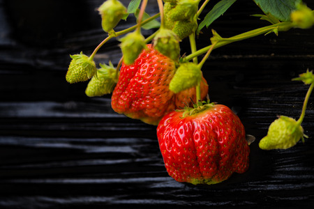 Strawberryの写真素材