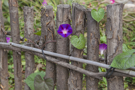 Purple flower at gateの写真素材