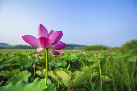 The lotus blossoms in summerの写真素材