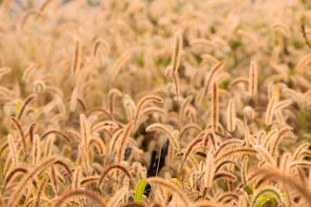 Weeds that grow in the fieldの写真素材