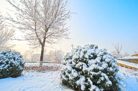 Under the environment of snowy weather in winter, the branches and leaves of plants are covered with frostの写真素材