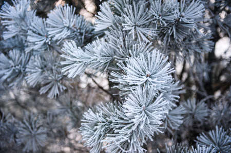 Under the environment of snowy weather in winter, the branches and leaves of plants are covered with frostの写真素材