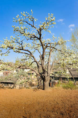 The pear trees on the hillside are full of white pear flowersの写真素材