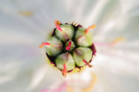 Peony in full bloom in the city parkの写真素材